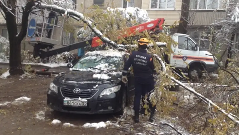 12 машин пострадали в Алматы от упавших после снегопада деревьев