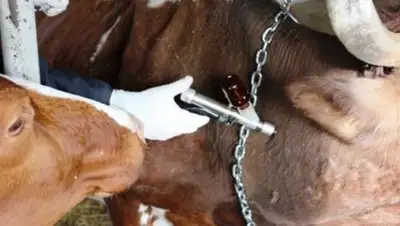 inform.kz, фото - Новости Zakon.kz от 24.02.2018 01:43