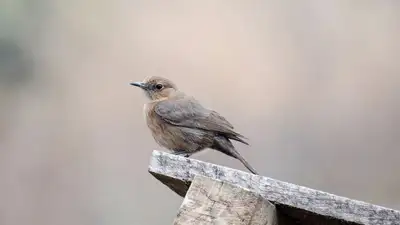 птица, фото - Новости Zakon.kz от 07.10.2023 10:01