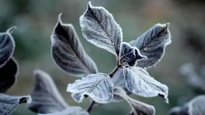 pixabay.com, фото - Новости Zakon.kz от 04.05.2021 01:10