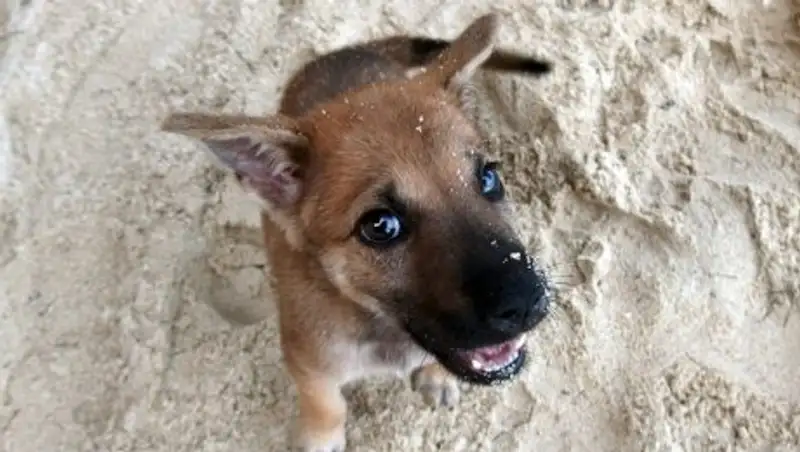 На Тайване запретили есть кошек и собак