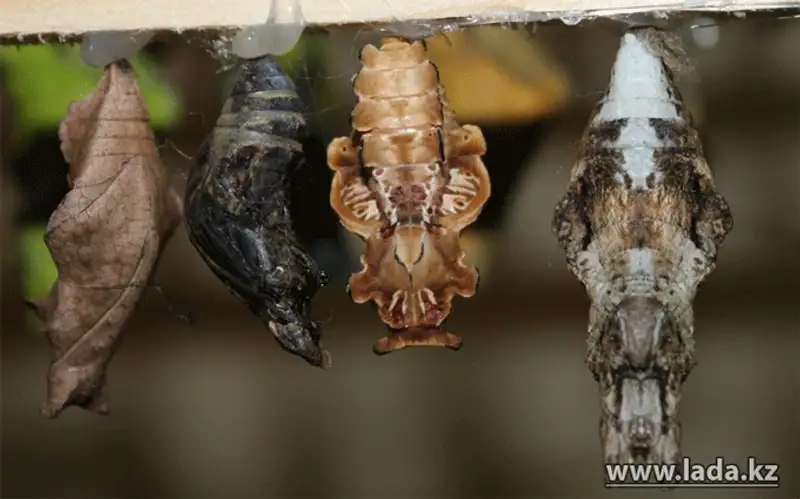 Выставка живых бабочек открылась в Актау (фото), фото - Новости Zakon.kz от 24.11.2013 17:03