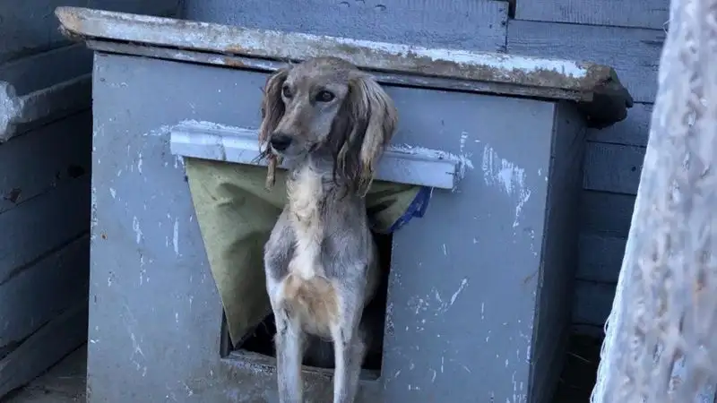 Стандарт казахских пород собак разработали в Казахстане