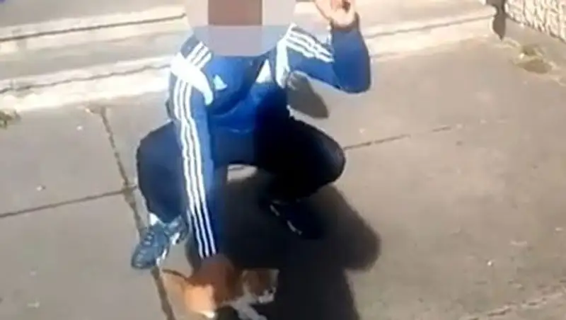 Француза будут судить за издевательство над котенком