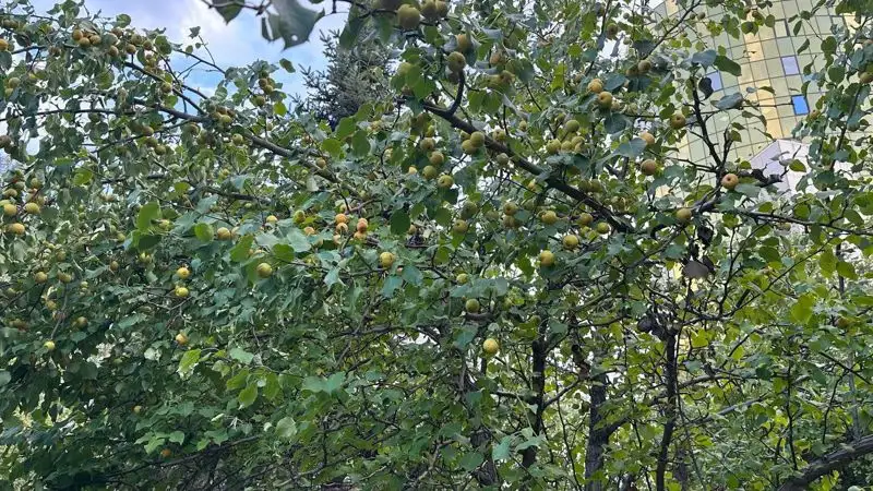 Астана, туризм, осень , фото - Новости Zakon.kz от 08.09.2023 17:07