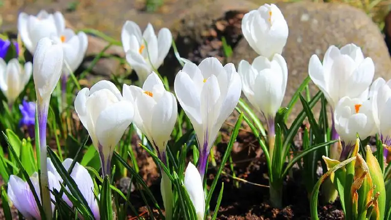 Теплую весну обещают синоптики казахстанцам