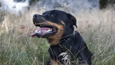 pixabay.com, фото - Новости Zakon.kz от 01.04.2019 21:21