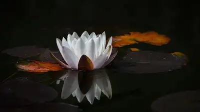 цветок, лотос, фото - Новости Zakon.kz от 19.08.2023 09:08