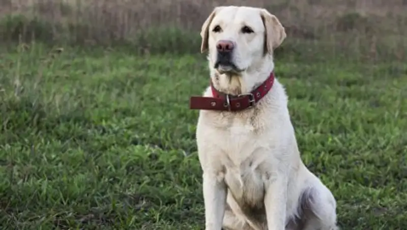 Пожилой китаец завещал все свои сбережения собаке