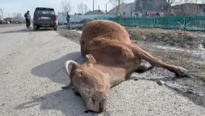 Zakon.kz, фото - Новости Zakon.kz от 18.07.2015 15:36