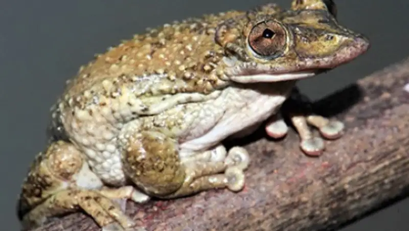 Ученый открыл первую в мире ядовитую лягушку ценой собственного здоровья