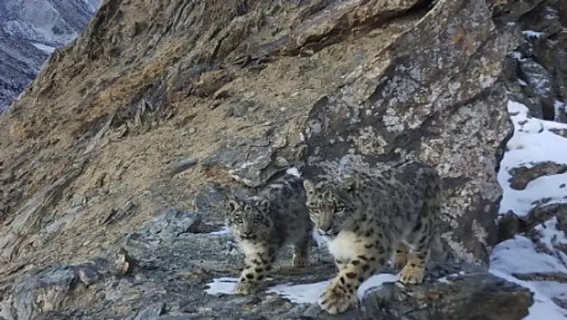 Снежный барс с тремя детенышами попали в фотоловушку в горах Иссык-Куля