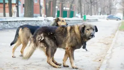 Zakon.kz, фото - Новости Zakon.kz от 19.02.2016 15:39