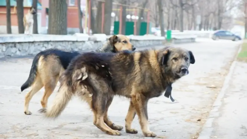 О&#1187;т&#1199;стікте та&#1171;ы бір адам&#1171;а &#1179;&#1201;тыру диагнозы &#1179;ойылды   