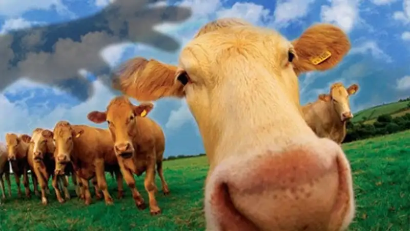 На 25% снизилось количество краж скота в Восточном Казахстане