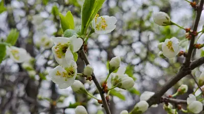 Заморозки прогнозируют синоптики в Казахстане  , фото - Новости Zakon.kz от 11.04.2023 15:56