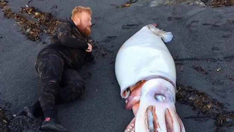 В Новой Зеландии нашли гигантского кальмара