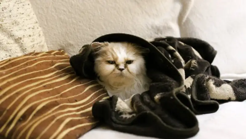 Сельчане не могут доказать чиновникам отсутствие тепла в их домах