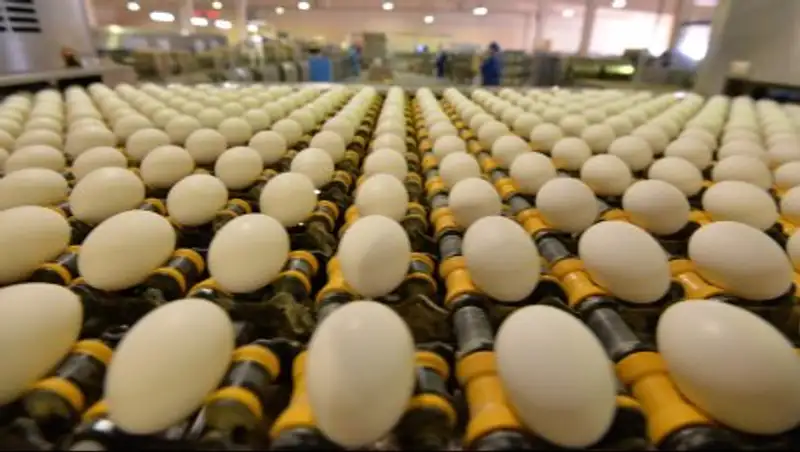 В Бельгии заявили, что знали о ядовитых яйцах ещё в июне