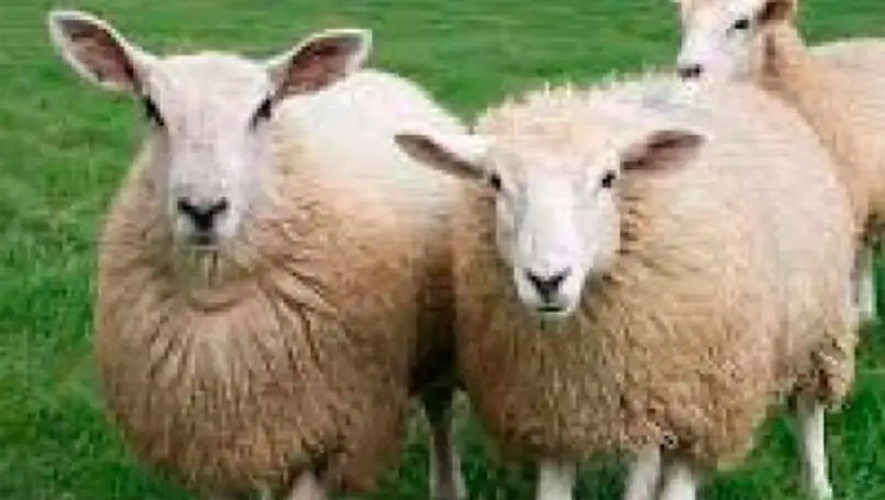 В ЗКО будут производить ягнятину в промышленном масштабе