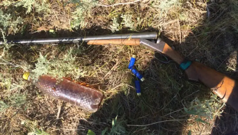 Двоих жителей ЗКО задержали за охоту на сайгаков