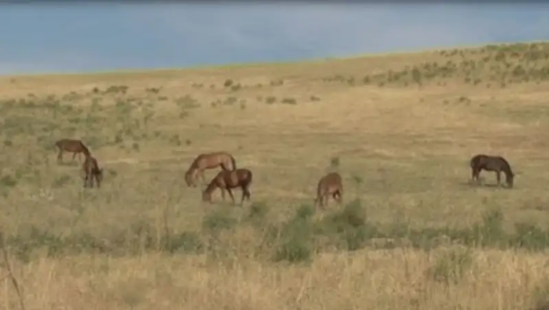 Кражу лошадей на 6 млн тг раскрыли в ЮКО