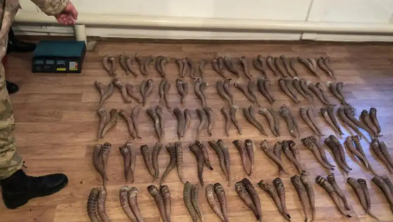 Рога сайги на сумму более 242 млн тенге пытался вывезти россиянин из Казахстана