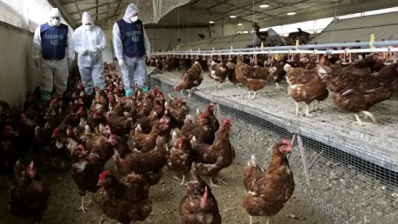 На фермах на Тайване выявили пять новых вспышек птичьего гриппа