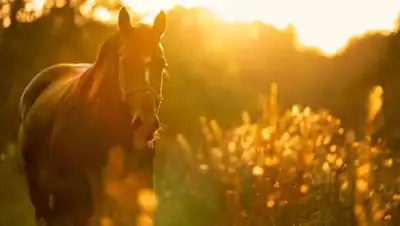 pixabay.com, фото - Новости Zakon.kz от 07.09.2021 14:45