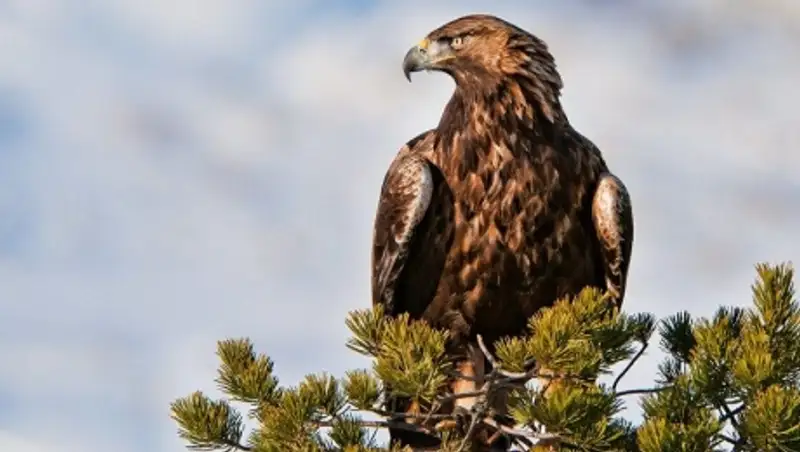 Голландия полициясы қырандарды ұшу құралдарын ұстауға үйретуде