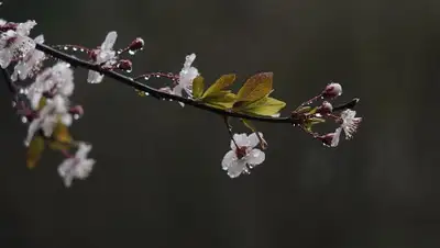 pixabay.com, фото - Новости Zakon.kz от 24.04.2020 12:29