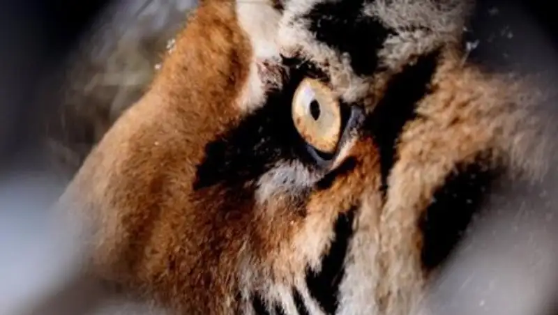 Опубликовано видео нападения тигра на посетителей китайского парка