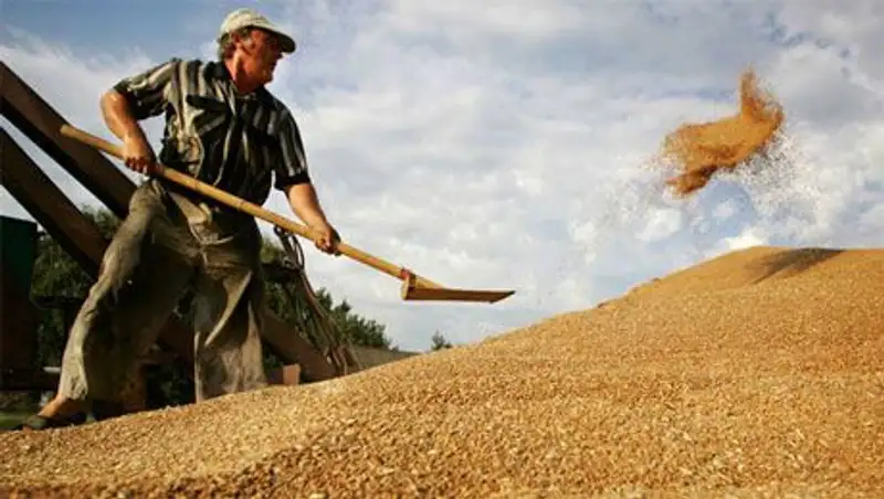Казахстан не снизит экспорт зерновых после проведенной девальвации национальной валюты