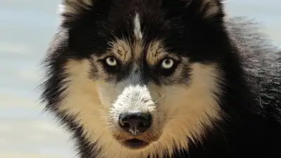 pixabay, фото - Новости Zakon.kz от 15.02.2019 07:46