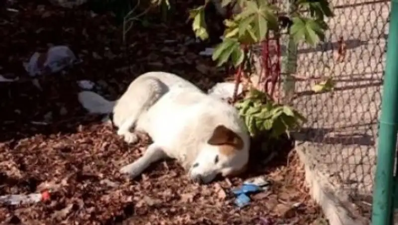 Отстрел собак на глазах у детей шокировал шымкентцев