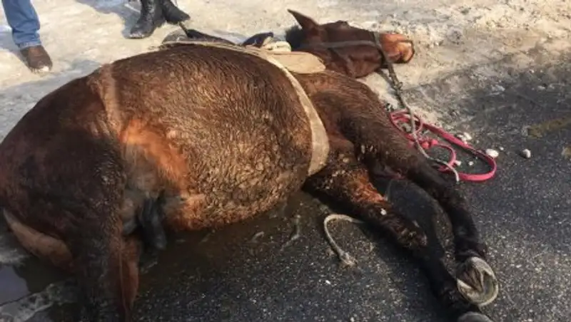 Лошадь и наездник скончались в результате ДТП на Кульджинке