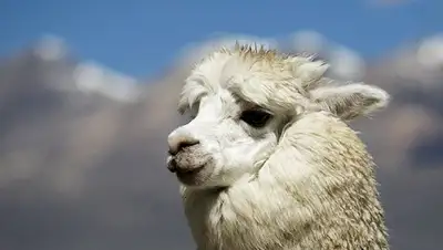 Zakon.kz, фото - Новости Zakon.kz от 30.07.2015 23:34