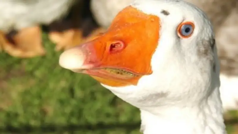 В Новой Зеландии скончался 40-летний гусь-бисексуал, вырастивший 68 лебедят