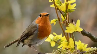 gismeteo.kz, фото - Новости Zakon.kz от 31.03.2020 06:05