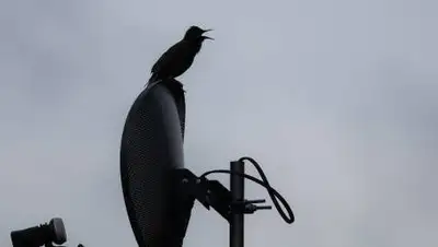 Pixabay, фото - Новости Zakon.kz от 20.10.2020 16:59