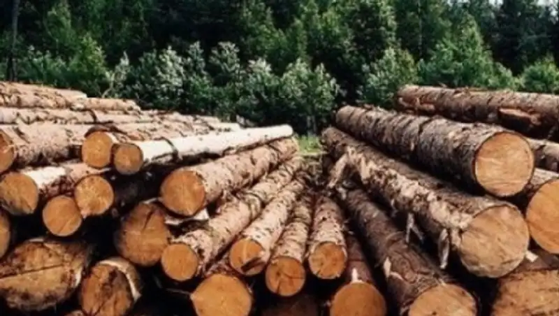 Беспрецедентные факты хищения леса выявлены в природном резервате «Ертiс орманы»