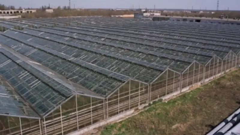 ГПИИР: В Павлодаре в первом полугодии введут тепличный комбинат стоимостью 1,5 млрд тенге