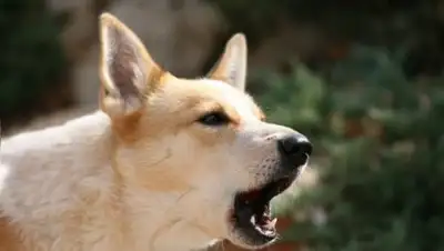 Фото: PetsTime.ru, фото - Новости Zakon.kz от 11.01.2018 17:11