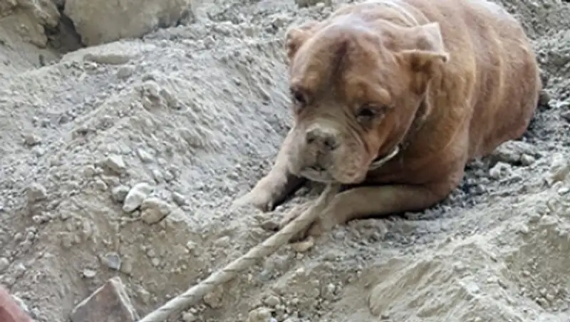 Француз спас похороненную заживо собаку