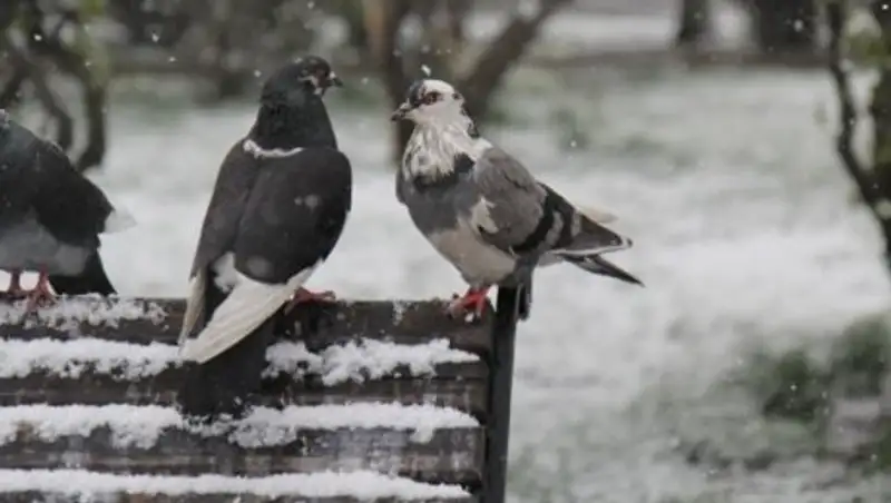 Осадки и туман ожидаются на большей части Казахстана 18 ноября