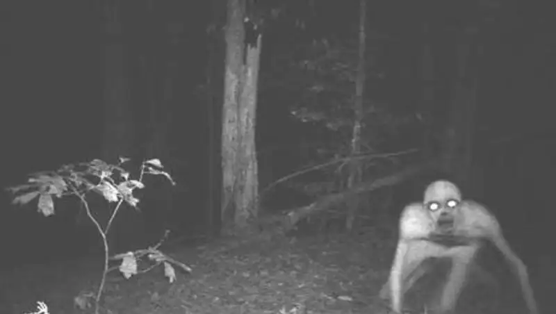 14 самых жутких кадров с охотничьих камер ночного видения