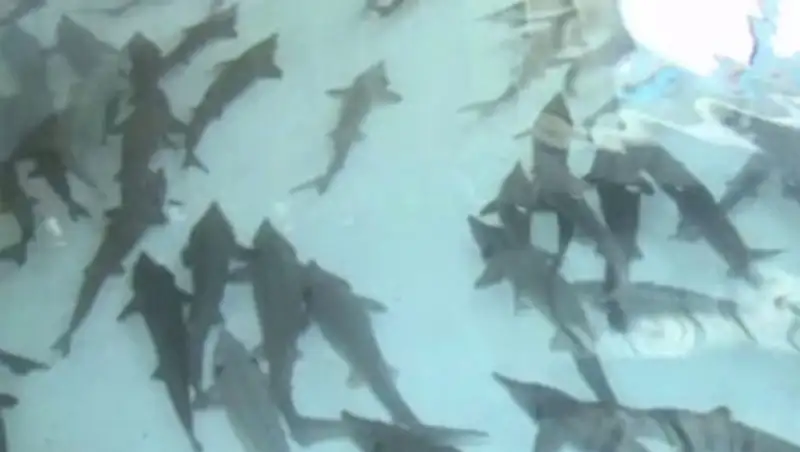 До 50 тонн осетровых в год планируют выращивать в Алматинской области