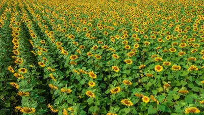 квоты на вывоз, фото - Новости Zakon.kz от 15.12.2021 09:20