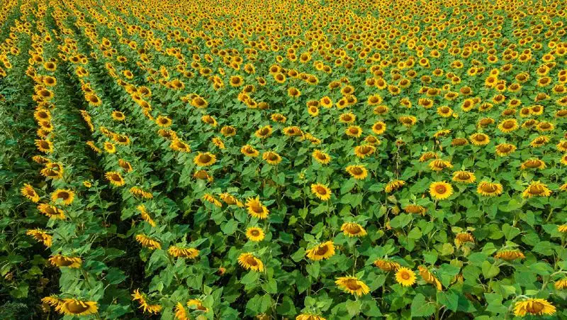 В Казахстане утвердили квоты на вывоз семян и масла подсолнечника