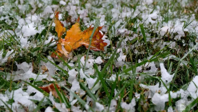 Туман, снег, метель - погода на 14 ноября